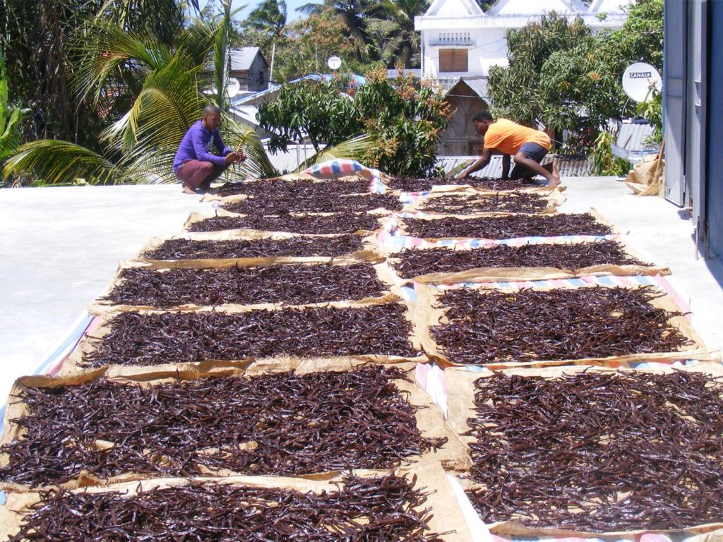 Drying Vanilla Stock House